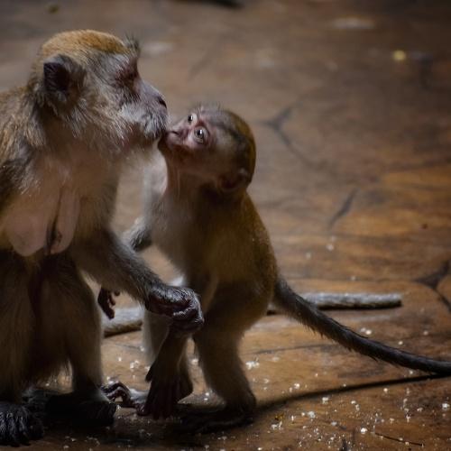 Mother's love