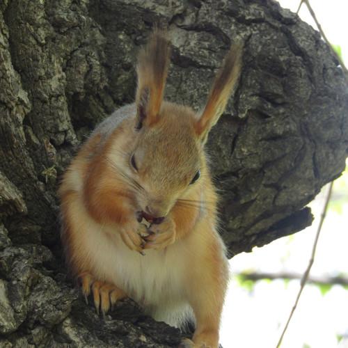 Photo #4250810