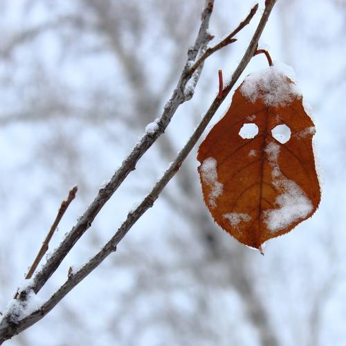 Photo #4250898