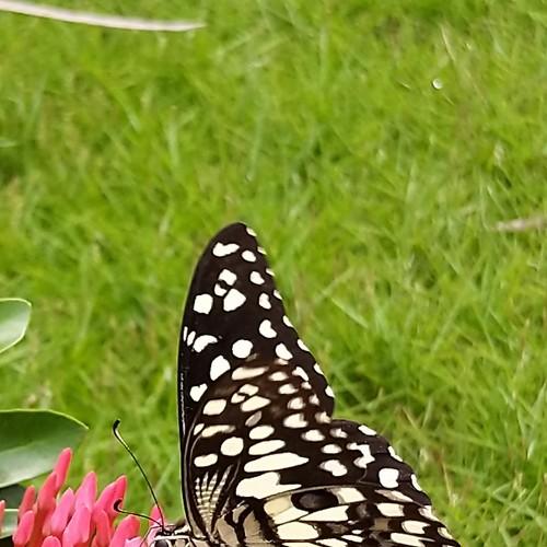 Photo #4250928