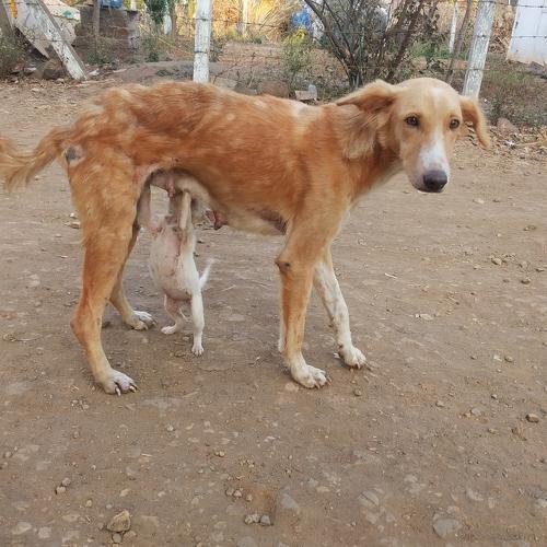 Photo #4251284