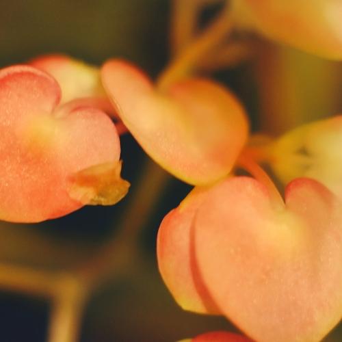 Photo #4251322