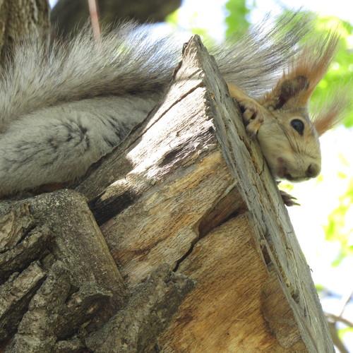 Photo #4251333