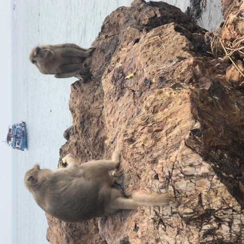 Monkey beach, Ko Larn island