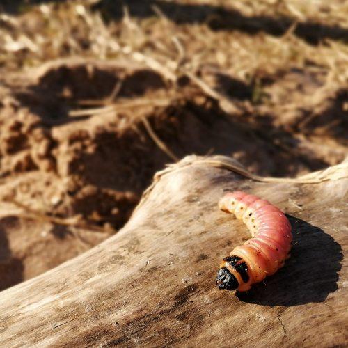 Photo #4253031
