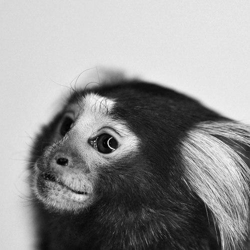 Photo #4253152
