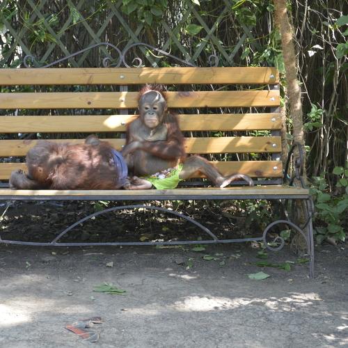 Photo #4254505