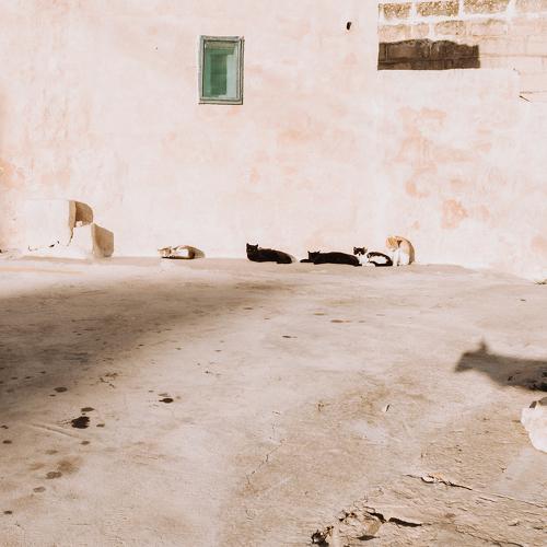 Photo #4254636