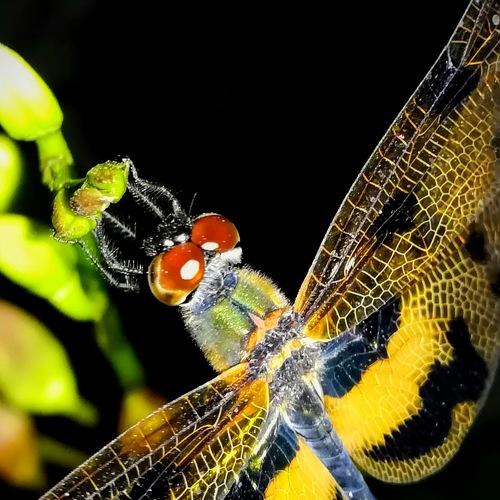 Photo #4255035