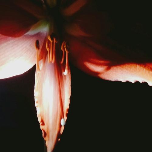 Photo #4256370