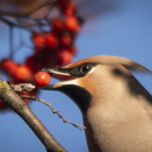 Photo #4256851