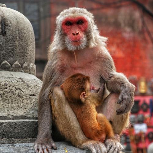 Mothers lap