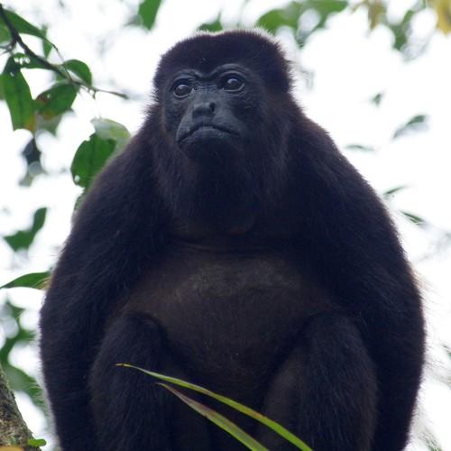chief male