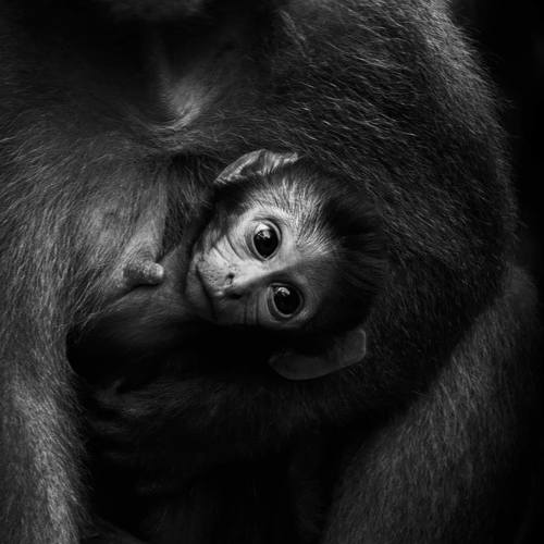 Photo #4258853