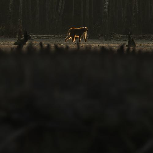 Photo #4258854