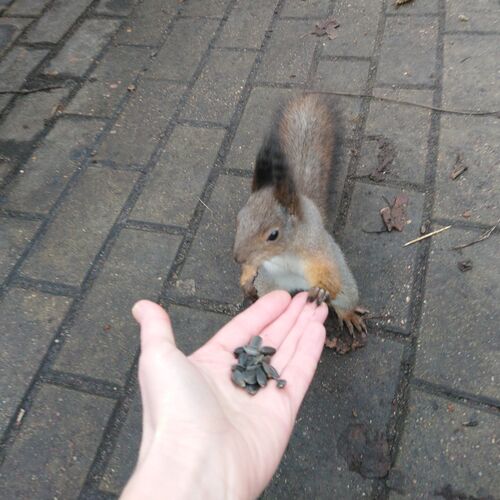 Давай дружить Let's be friends