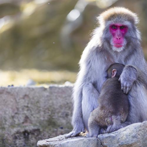 Macaque Family in Kyoto, Japan