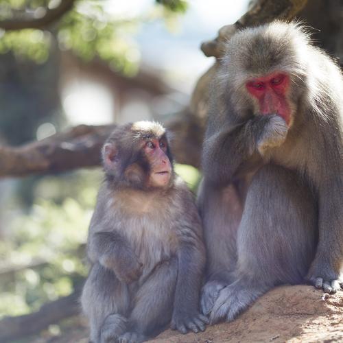 Photo #4259729