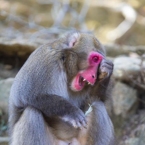 Photo #4259730