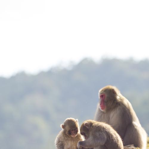 Photo #4259732