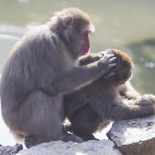 Photo #4259734