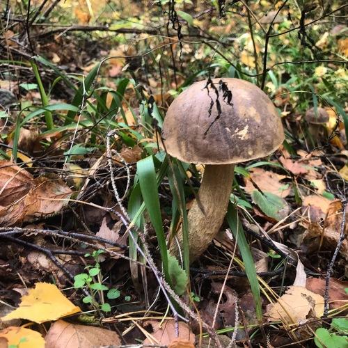 Photo #4260109