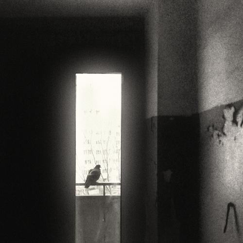 Photo #4262124