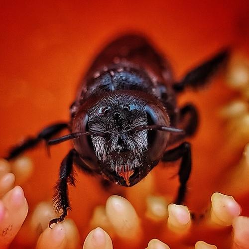 Photo #4265895