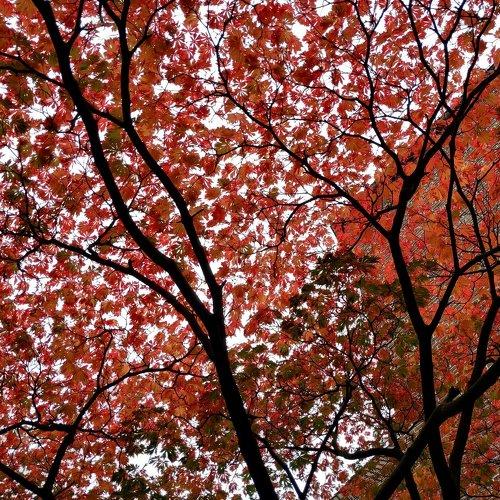 Photo #4267162