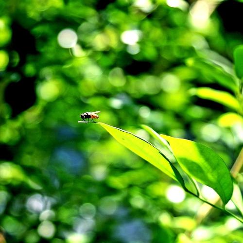 Photo #4268069