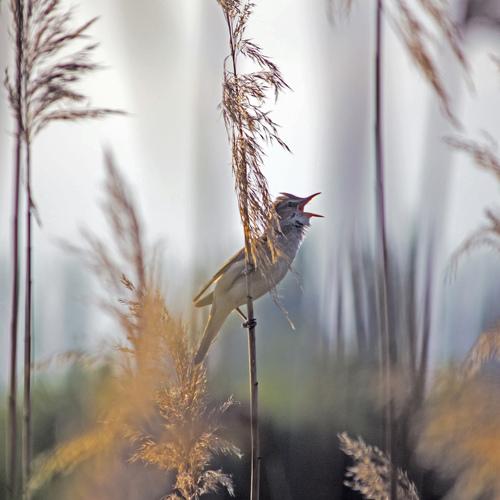 Photo #4268330