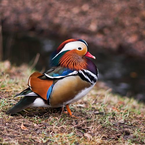 Photo #4268432