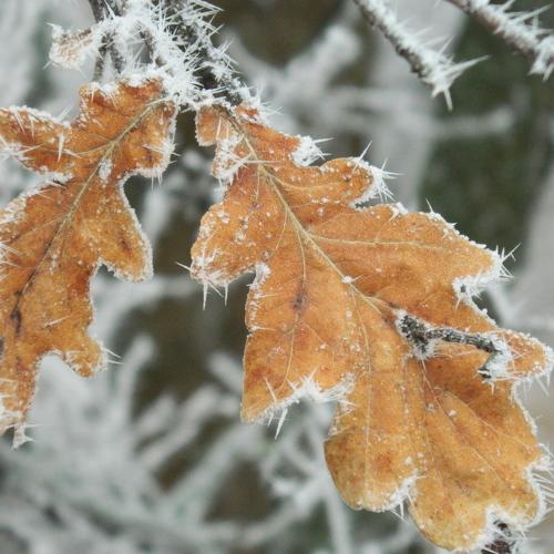 Photo #4268872