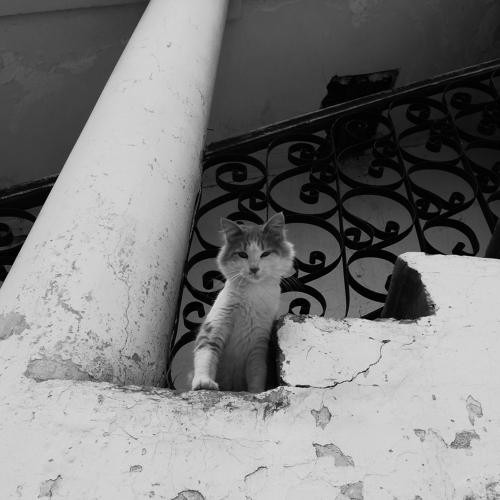Photo #4269289