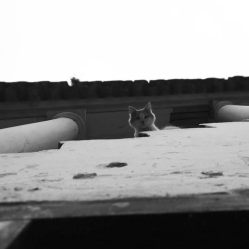 Photo #4269292