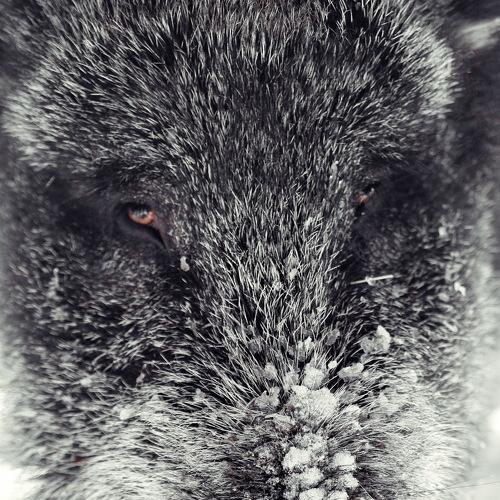 Photo #4269421