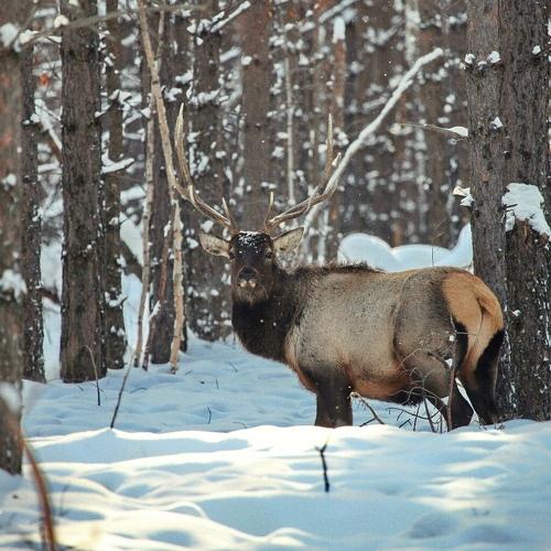 Photo #4269428