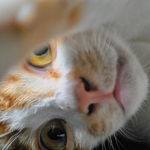 Photo #4270372