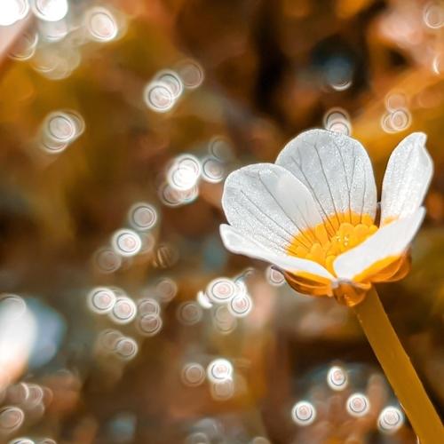 Nature bloom