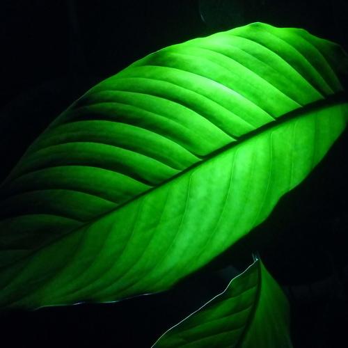 Photo #4271003