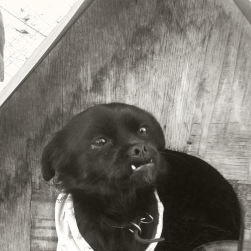 Photo #4272113