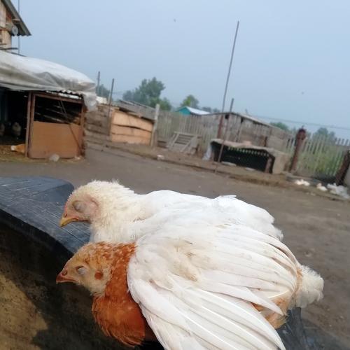 Photo #4272118
