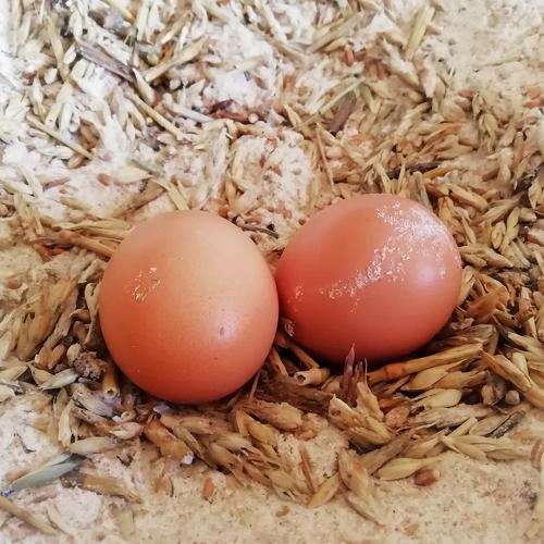 Photo #4272123