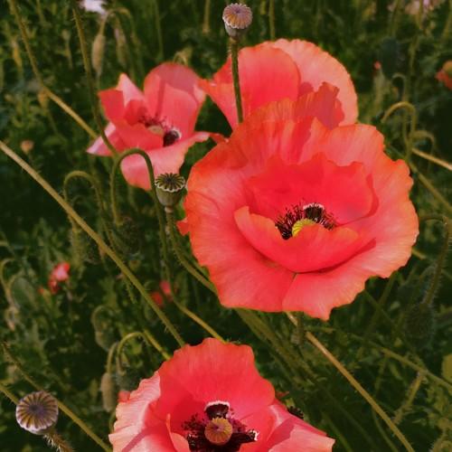 Photo #4272323