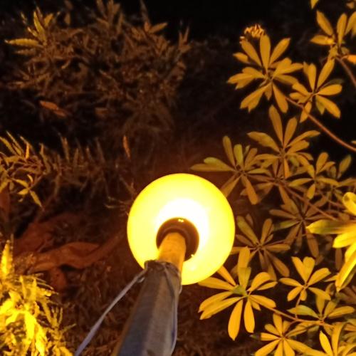 A Lamp