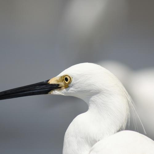 Photo #4273678