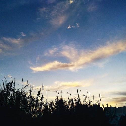 Photo #4273822