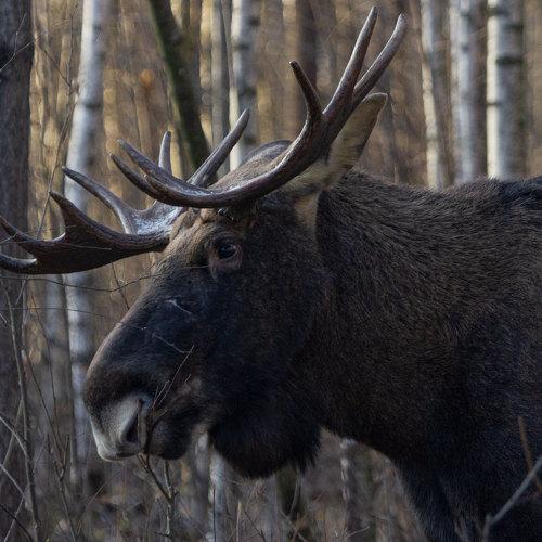 Photo #4274626