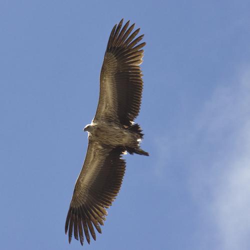 Photo #4274637