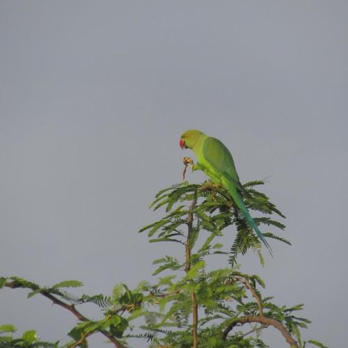 The parrot in the happiness of eating